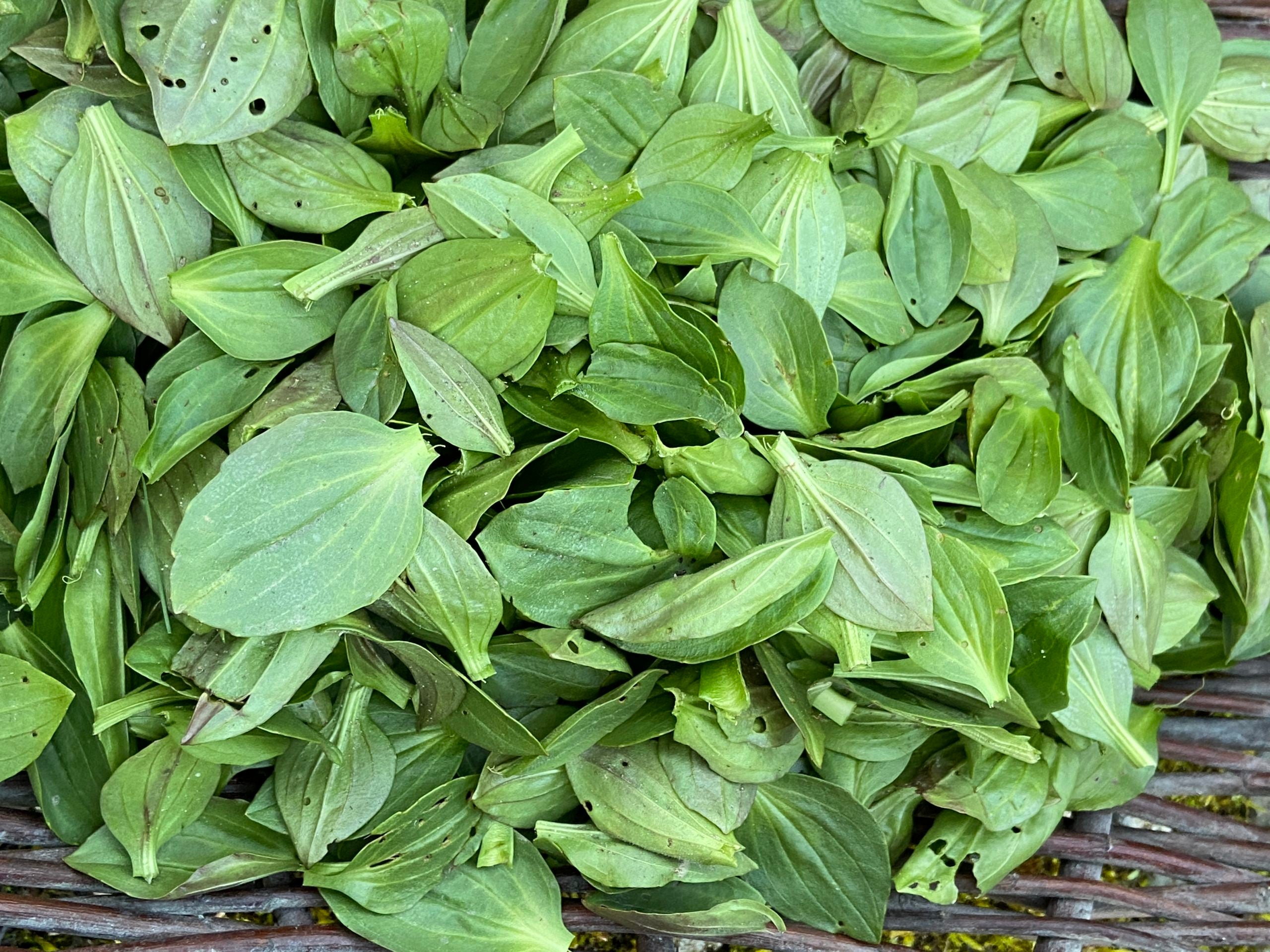 Plantain Leaf