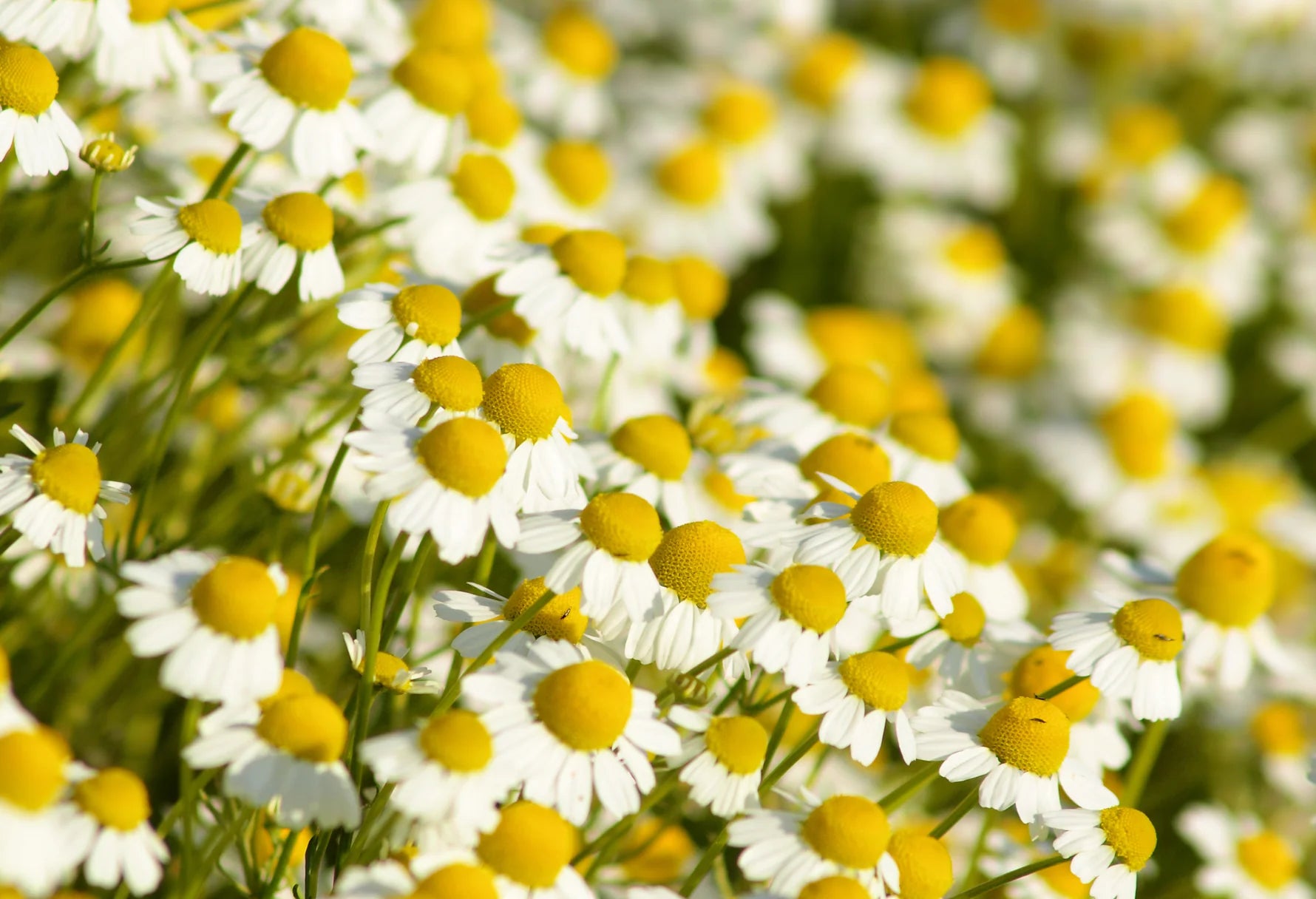 Chamomile